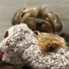 Dovendyret med lavendelduft har en beroligende effekt på din hund - Alex her falder helt til ro når han ligger med den.