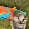 All for paws hundelegetøj er både sjovt og stimulerende.