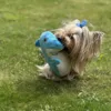 Yorkshire Terrier leger med henrik haj