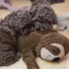 Perfekt legetøj og krammebamse til de små hvalpe