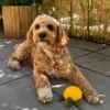 Doodle med skildpadde legetøj