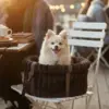 Tag din lille hund med ud i Ollipet Bella Bloom 3i1 bæretaske
