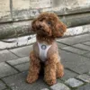 Molly i en Ollipet Wagging Tails hundesweater str. L, sele str. XS og snor i khaki