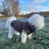 Stilfuldt og praktisk vintersæt til den modebevidste hund