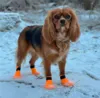 Companion hundesokker | 4 stk