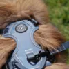 Ollipet Adventure Sele 2.0 i Denim Blue