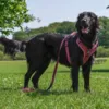Flat Coated Retriever i Sweet Cherry str. L
