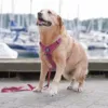 Labrador Retriever i Sweet Cherry str. L