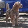 Doodle i Mokka Adventure Hundesele str. S