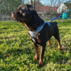 Rottweiler i Denim Blue str. XL