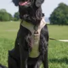 Khaki Ollipet Adventure hundesele