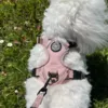 Coton de Tulear i Pudder rosa i str. XS