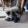 Eurasier hvalp tygger i en Oksestrimmel str. XS