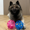Eurasier med 2 sjove flexbolde
