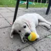 Golden Retriever leger med en af de 3 bolde