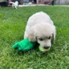 Golden Retriever hundehvalp leger med den knitrende ærtebælg