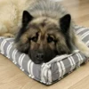 Eurasier hviler på blød og stribet hundemadras