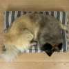 Hundemadrassen passer til både små og store hunde