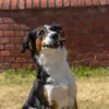Hund med Ozami Premium Protein Bar tyggepind i munden