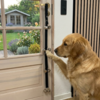 Hund bruger Ollipet hundedørklokke til at signalere den vil ud