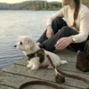 Ollipet velluto serien