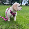 Golden Retriever Hundehvalp på 7 uger i str. XS