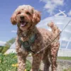 Ollipet for wagging tails | Airflex hundesele Forrest Green