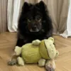 Stor plysbamse til alle hunde