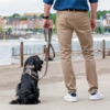 Stilfuld hundesnor med refleks til mørke gåture