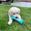 Golden Retriever hundehvalp tygger i Dental Bone
