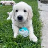 Golden Retriever hundehvalp med Dental Ball