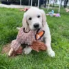 Golden Retriever Hundehvalp med Heste plyslegetøj