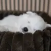 Søvnig hvalp i en Bella Bloom Hundekurv