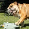 Hund drikker fra CoolPets Splash Water Fountain med selvaktiverende pedal