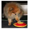 Dog Treat Maze - hund | Hundelegetøj | Cotonshoppen.dk