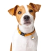 My Family | Hundetegn Jack Russell