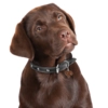 My Family | Hundetegn Labrador
