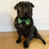 Afstivet hundebutterfly