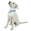 Golden Retriever hvalp