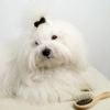 Ollipet Exclusive Tiny Miracle Brush