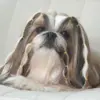 Lainee Wrap elastik på smuk Shih Tzu Neva
