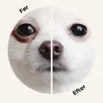 Eye Envy Powder
