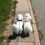 Ollipet Hundesnor til 2 hunde | M. Drejeled