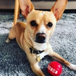 KONG Signature Balls, 2 /pk