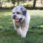 KONG Signature Balls, 2 /pk