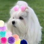 Ollipet Pompom hårpynt