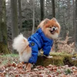 Ollipet regndragt til hunde | Color Collection | OUTLET