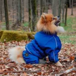 Ollipet regndragt til hunde | Color Collection | OUTLET