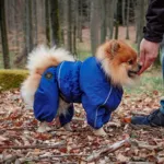 Ollipet regndragt til hunde | Color Collection | OUTLET