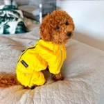 Ollipet regndragt til hunde | Color Collection | OUTLET